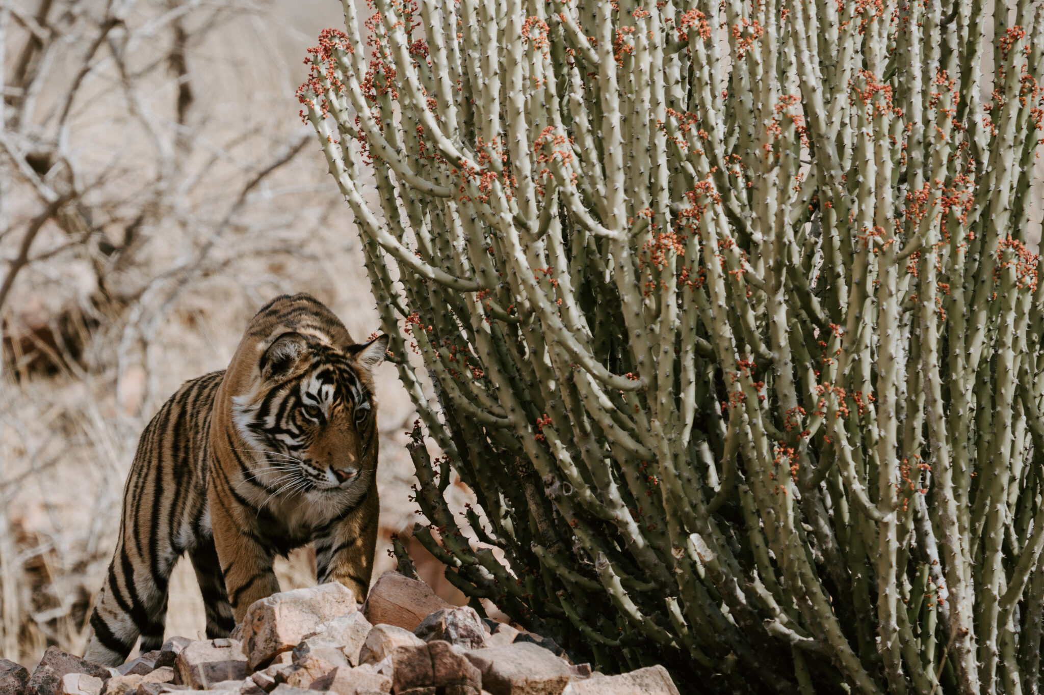 Through The Mind of A Stalker